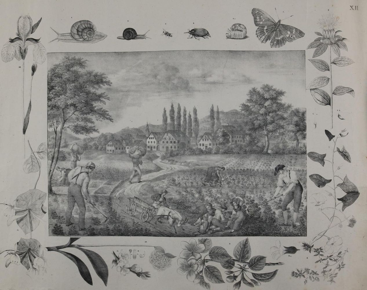 Große Abbildung Nr.2: 140-3373 Landwirtschaft.: (Varia, Anschauungsbilder)