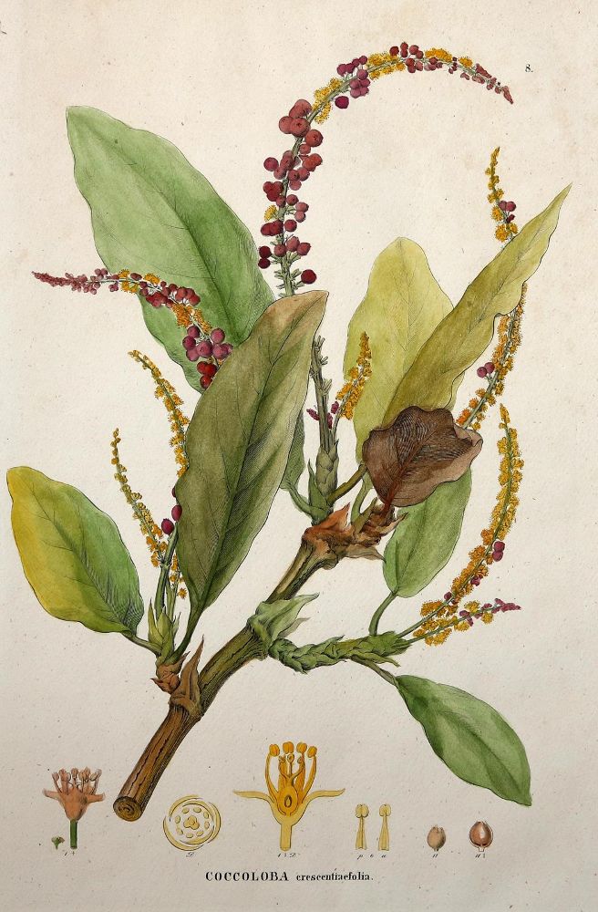 Große Abbildung Nr.3: 140-3395 Amarant oder Fuchsschwanzgewächse.: (Varia, Botanik)