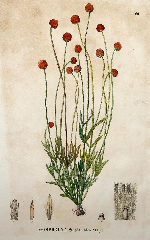 Große Abbildung Nr.5: 140-3395 Amarant oder Fuchsschwanzgewächse.: (Varia, Botanik)