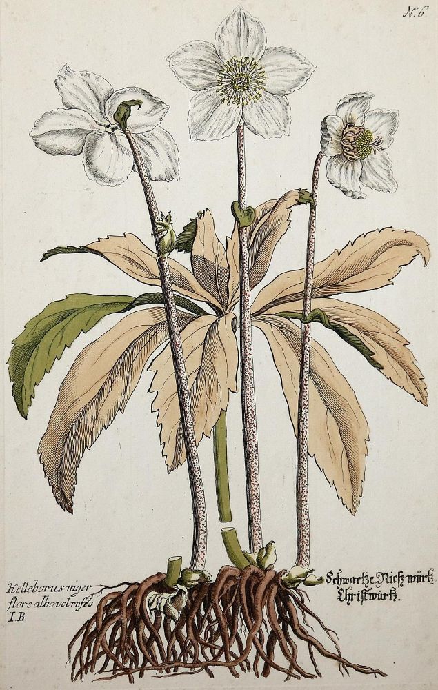 Große Abbildung Nr.6: 140-3395 Amarant oder Fuchsschwanzgewächse.: (Varia, Botanik)