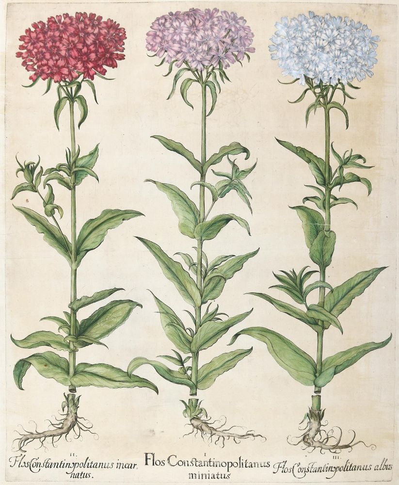 Große Abbildung Nr.1: 140-3396 Besler, B.: (Varia, Botanik)
