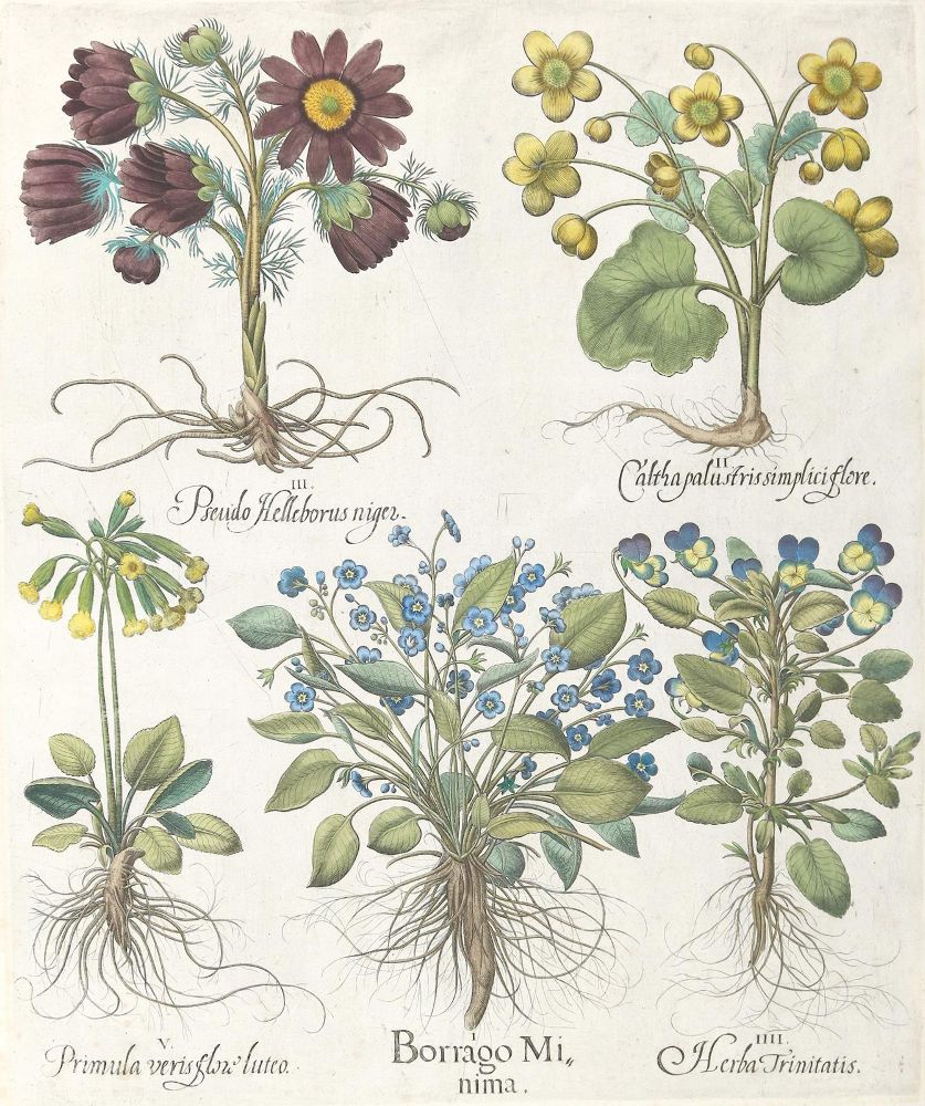 Große Abbildung Nr.2: 140-3396 Besler, B.: (Varia, Botanik)