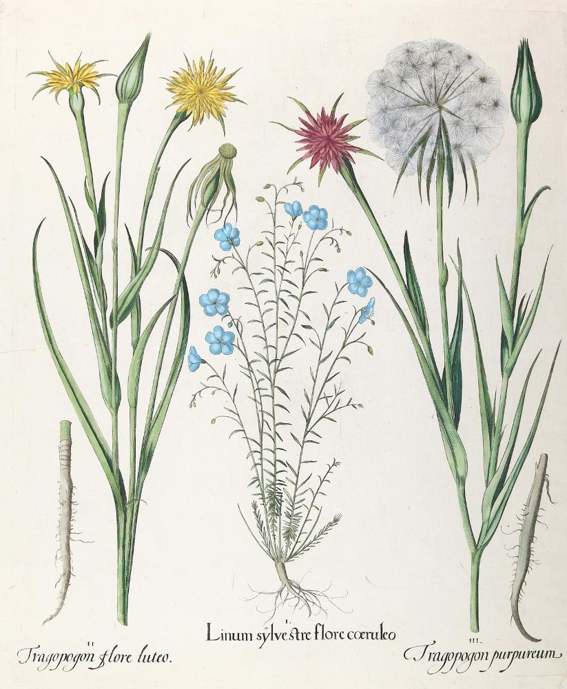 Große Abbildung Nr.2: 140-3397 Besler, B.: (Varia, Botanik)