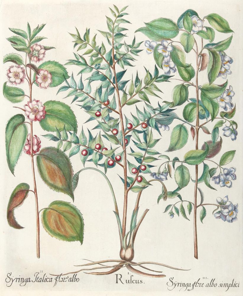 Große Abbildung Nr.1: 140-3398 Besler, B.: (Varia, Botanik)