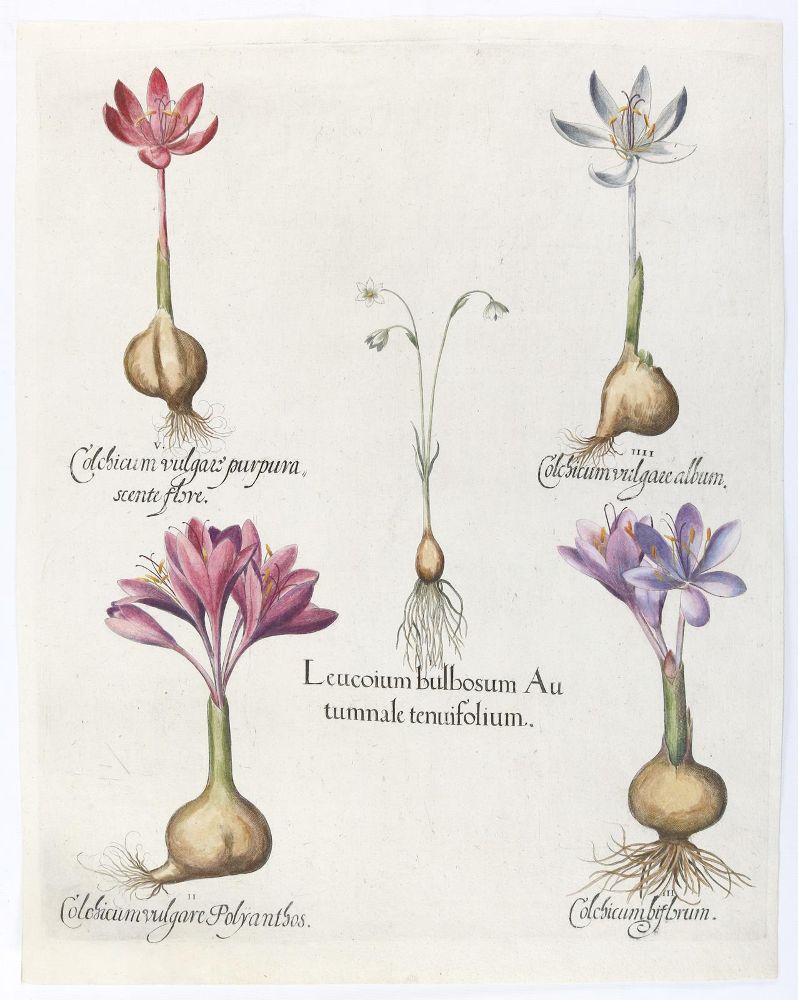 Große Abbildung Nr.3: 140-3398 Besler, B.: (Varia, Botanik)