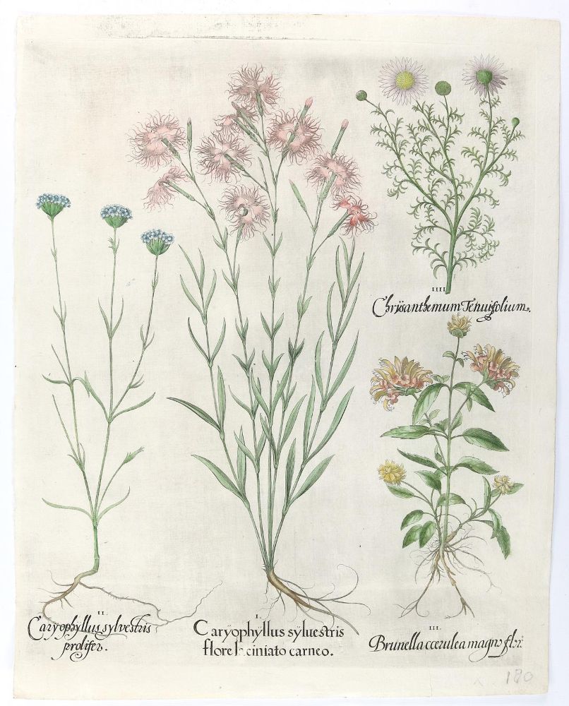 Große Abbildung Nr.4: 140-3398 Besler, B.: (Varia, Botanik)