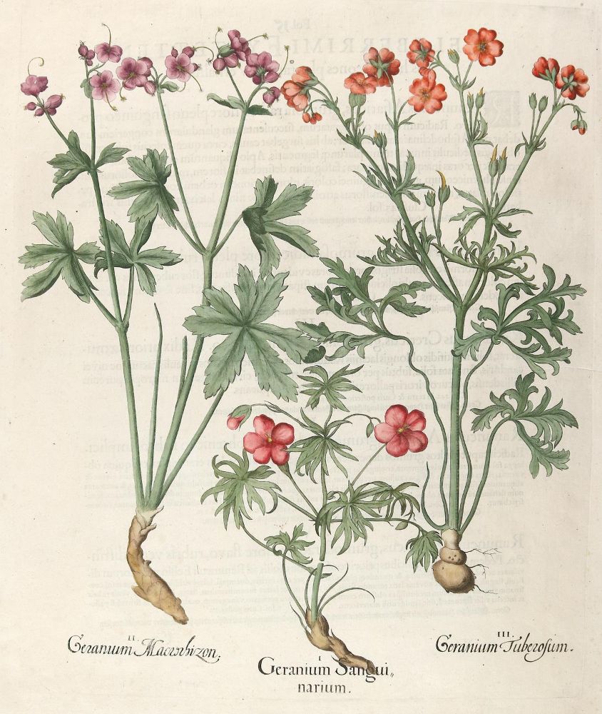 Große Abbildung Nr.1: 140-3399 Besler, B.: (Varia, Botanik)
