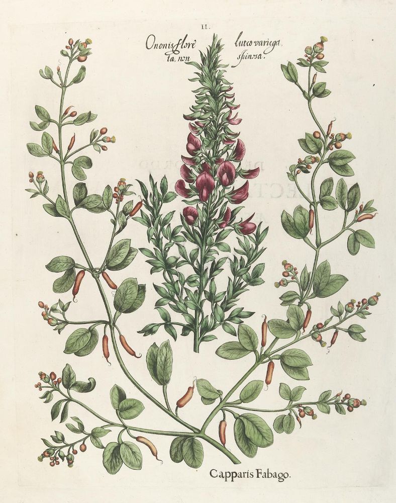 Große Abbildung Nr.3: 140-3399 Besler, B.: (Varia, Botanik)