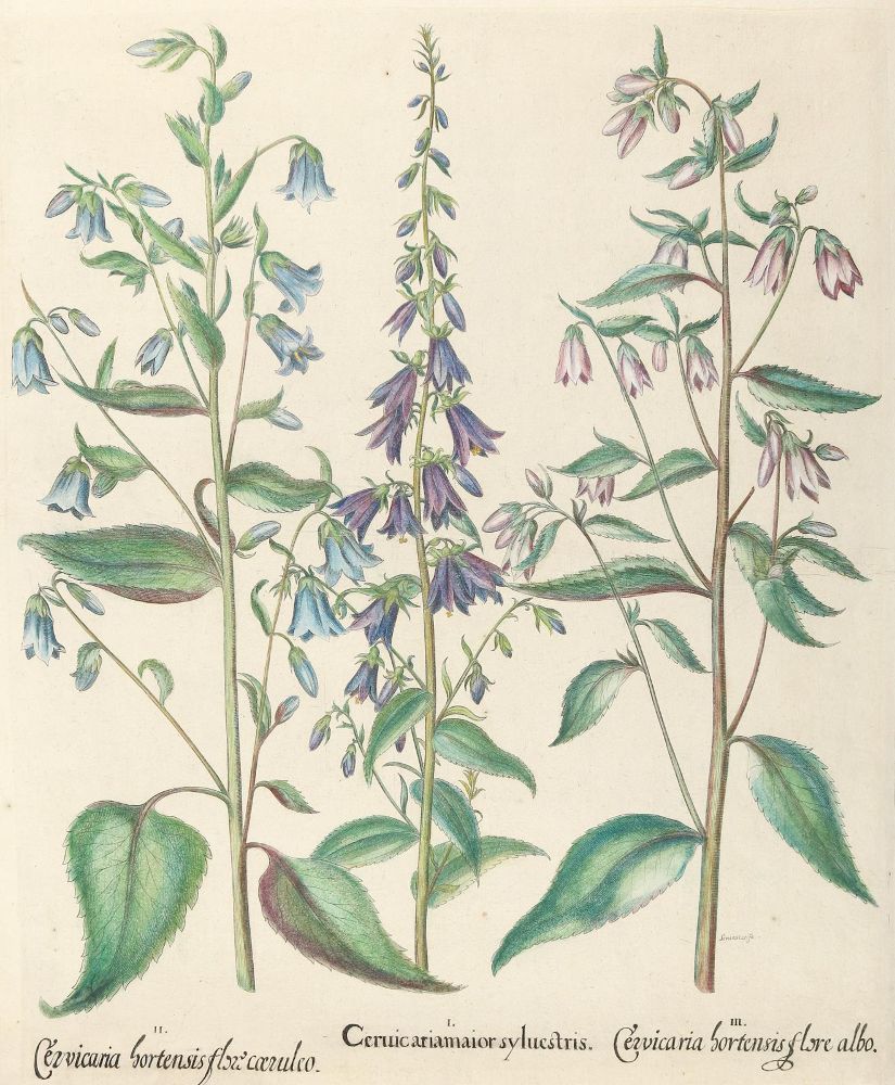 Große Abbildung Nr.4: 140-3399 Besler, B.: (Varia, Botanik)
