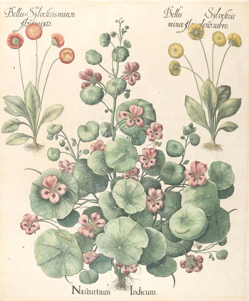 Große Abbildung Nr.5: 140-3399 Besler, B.: (Varia, Botanik)