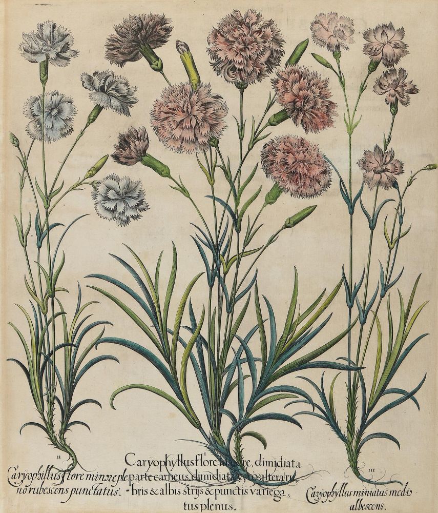 Große Abbildung Nr.1: 140-3400 Gartennelken.: (Varia, Botanik, Besler)
