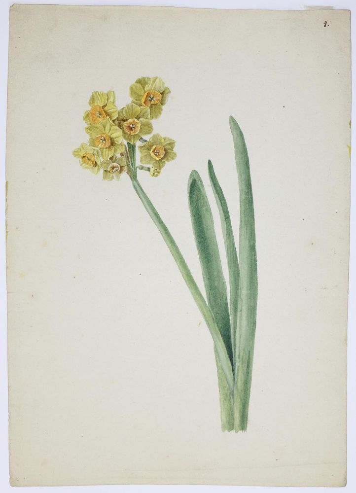 Große Abbildung Nr.1: 140-3401 Blaschek,Franz (1787-1868).: (Varia, Botanik)