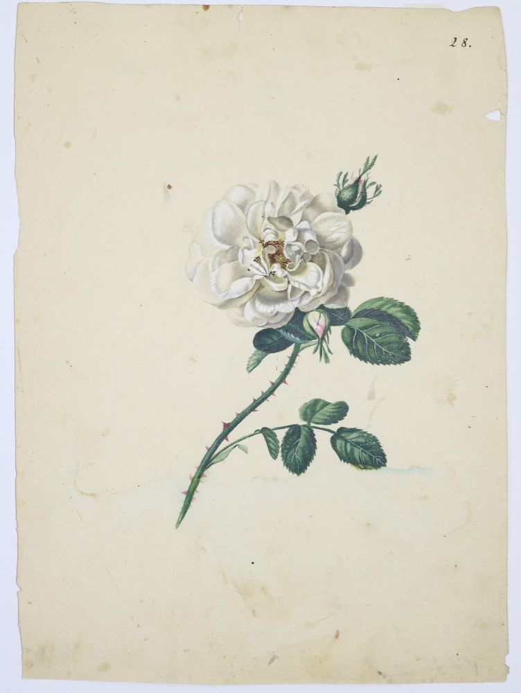 Große Abbildung Nr.3: 140-3402 Blaschek,Franz. (1787-1868).: (Varia, Botanik)