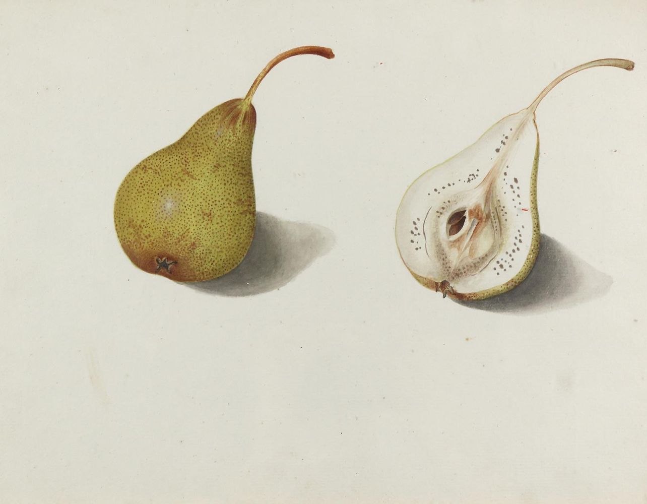 Große Abbildung Nr.3: 140-3403 Blaschek,Franz. (1787-1868).: (Varia, Botanik)