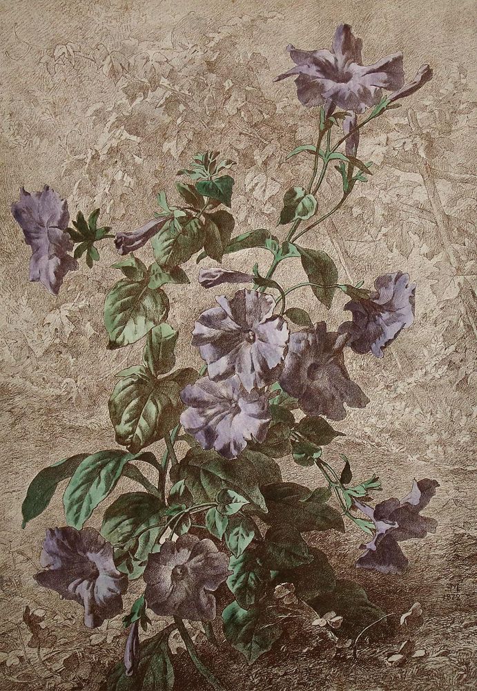 Große Abbildung Nr.2: 140-3404 Blumen.: (Varia, Botanik)