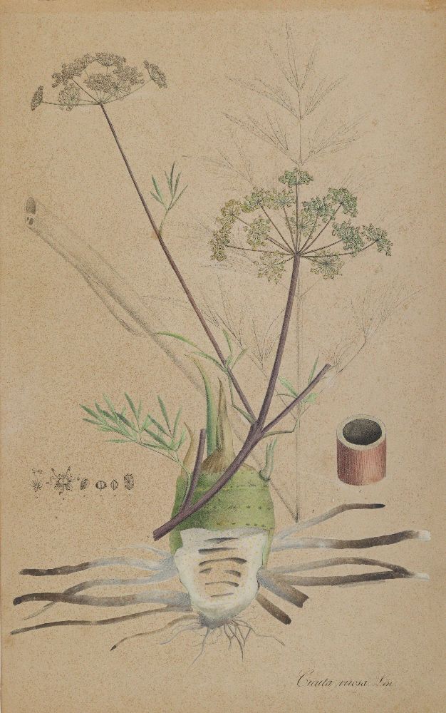 Große Abbildung Nr.1: 140-3405 Christrose u. Wasserschierling.: (Varia, Botanik)