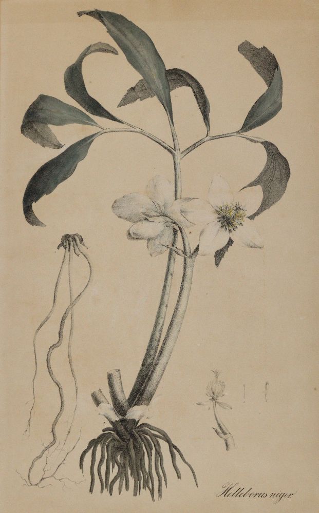 Große Abbildung Nr.2: 140-3405 Christrose u. Wasserschierling.: (Varia, Botanik)