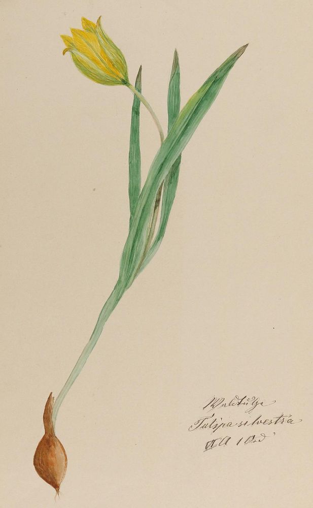 Große Abbildung Nr.2: 140-3408 Pflanzenaquarelle.: (Varia, Botanik)