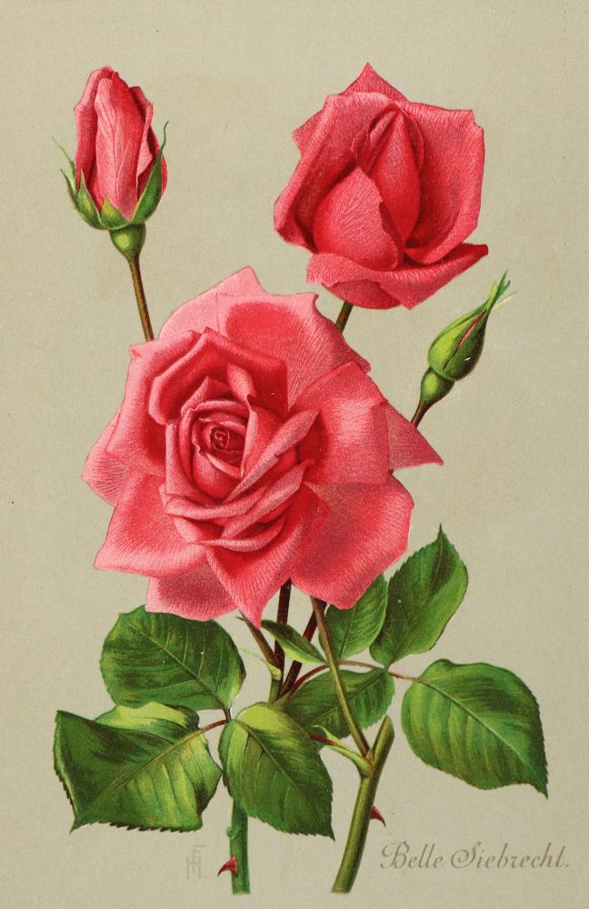 Große Abbildung Nr.1: 140-3409 Rosen.: (Varia, Botanik)