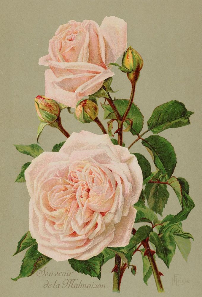 Große Abbildung Nr.2: 140-3409 Rosen.: (Varia, Botanik)