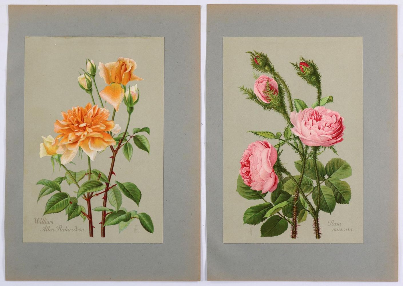 Große Abbildung Nr.3: 140-3409 Rosen.: (Varia, Botanik)