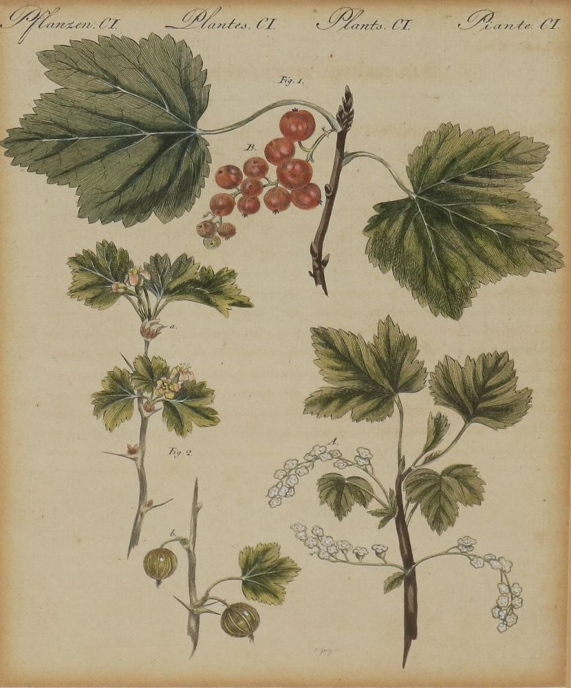 Große Abbildung Nr.5: 140-3410 Sammlung: (Varia, Botanik)