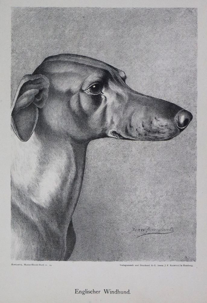 Große Abbildung Nr.3: 140-3427 Konvolut: (Varia, Hunde)