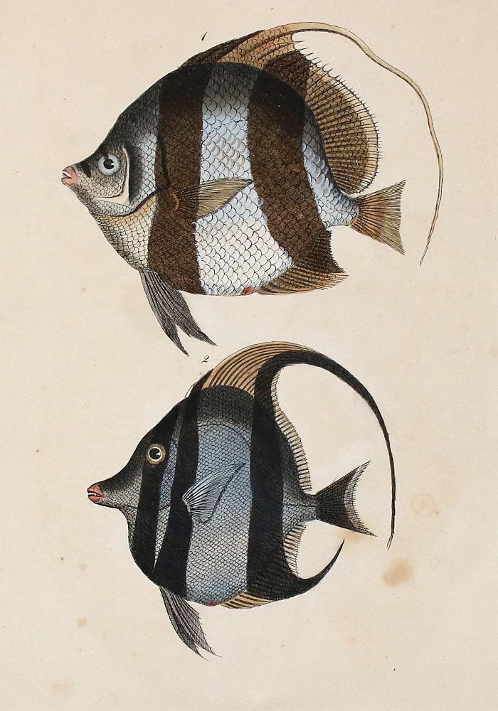 Große Abbildung Nr.1: 140-3484 Fische - Fischfang.: (Varia, Zoologie)