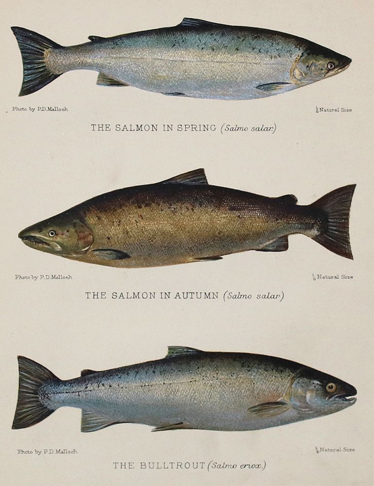 Große Abbildung Nr.10: 140-3484 Fische - Fischfang.: (Varia, Zoologie)