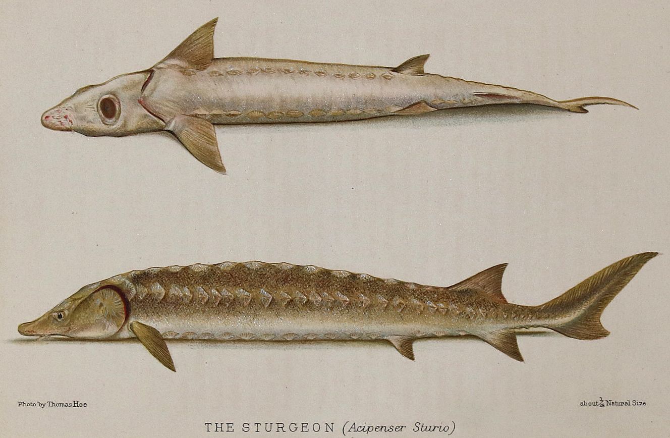 Große Abbildung Nr.11: 140-3484 Fische - Fischfang.: (Varia, Zoologie)