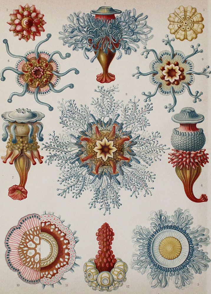 Große Abbildung Nr.2: 140-3484 Fische - Fischfang.: (Varia, Zoologie)
