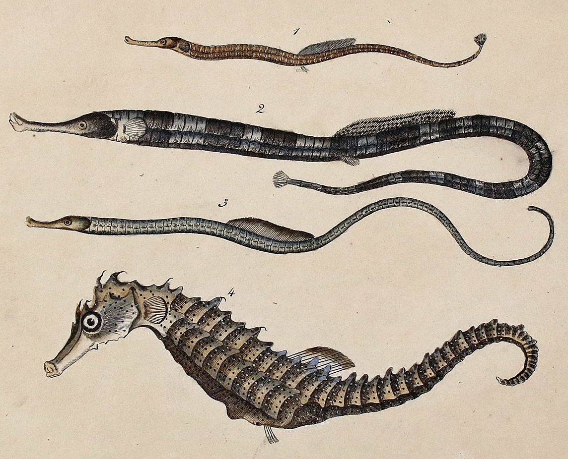Große Abbildung Nr.3: 140-3484 Fische - Fischfang.: (Varia, Zoologie)