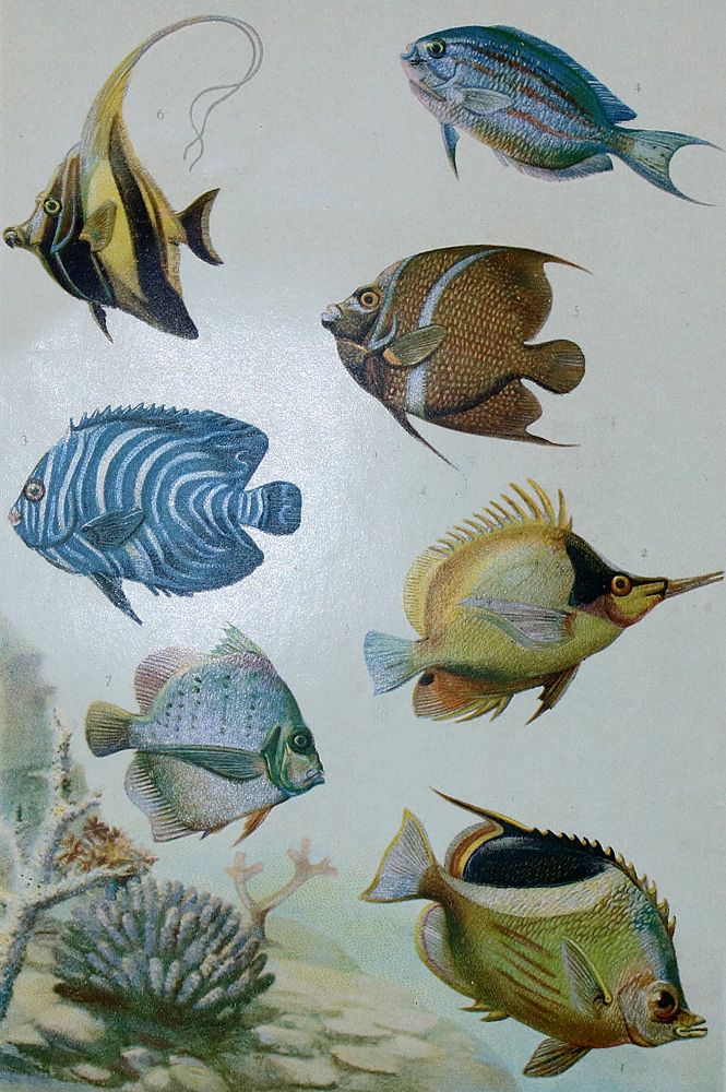 Große Abbildung Nr.4: 140-3484 Fische - Fischfang.: (Varia, Zoologie)