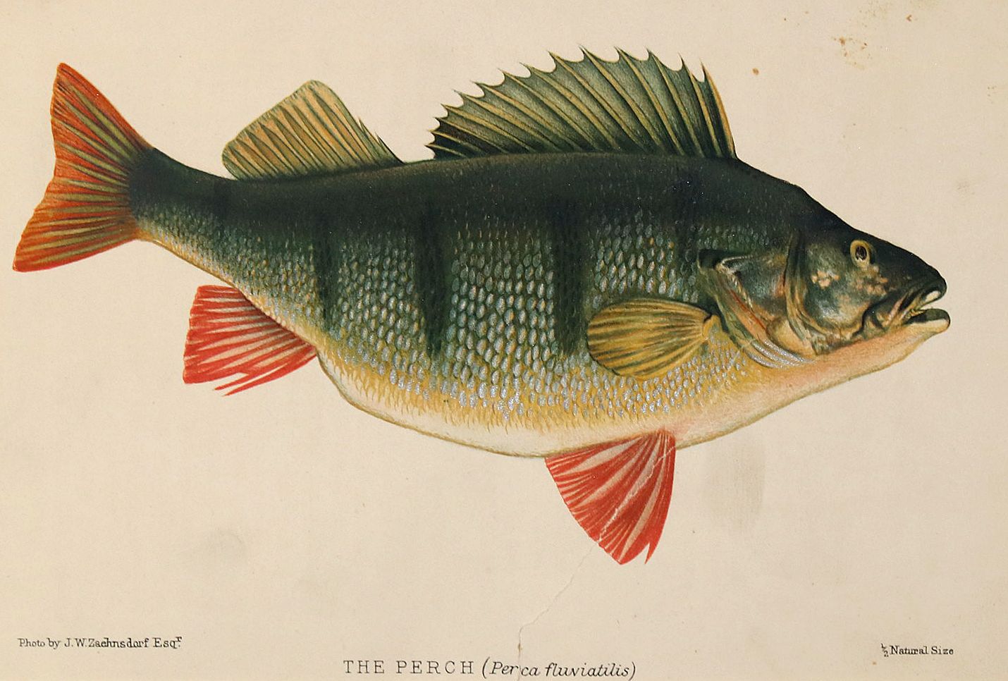 Große Abbildung Nr.5: 140-3484 Fische - Fischfang.: (Varia, Zoologie)