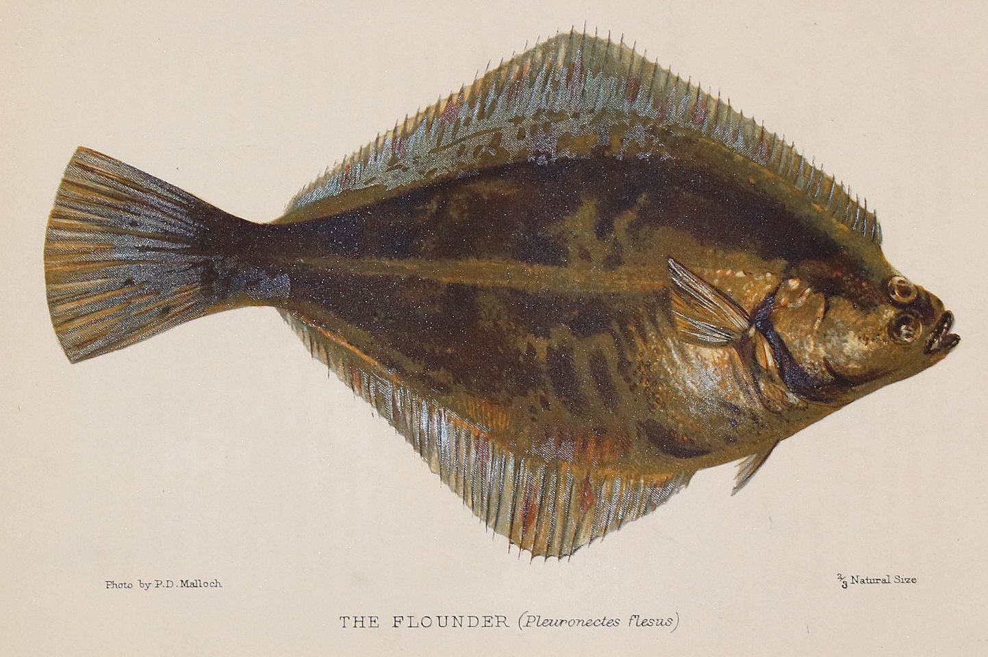Große Abbildung Nr.6: 140-3484 Fische - Fischfang.: (Varia, Zoologie)