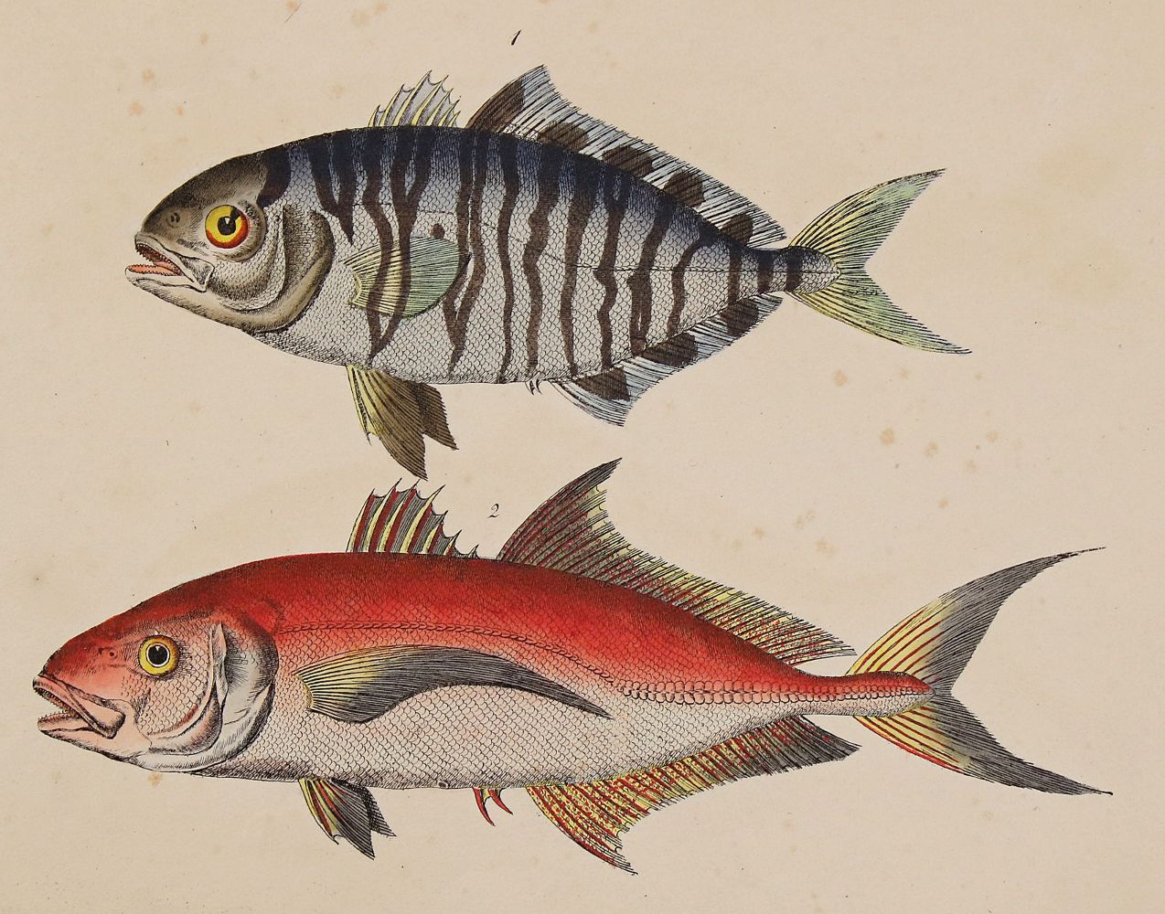 Große Abbildung Nr.7: 140-3484 Fische - Fischfang.: (Varia, Zoologie)