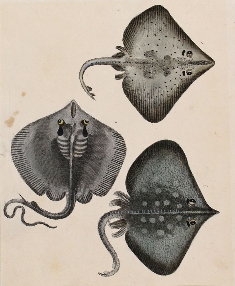 Große Abbildung Nr.8: 140-3484 Fische - Fischfang.: (Varia, Zoologie)