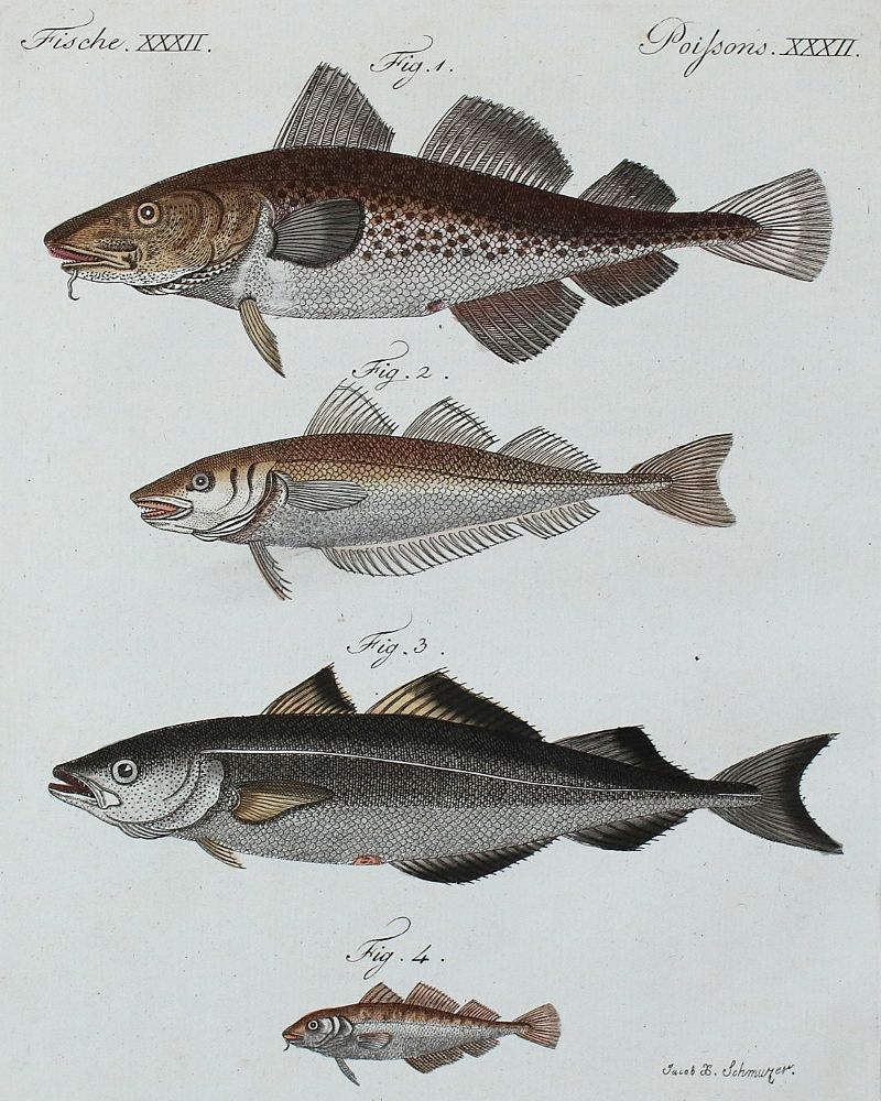 Große Abbildung Nr.9: 140-3484 Fische - Fischfang.: (Varia, Zoologie)