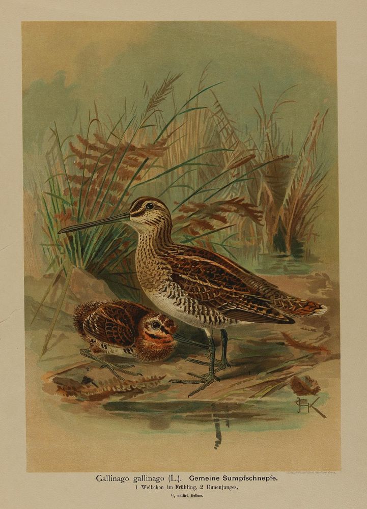 Große Abbildung Nr.1: 140-3485 Naumann,J.F.: (Varia, Zoologie)