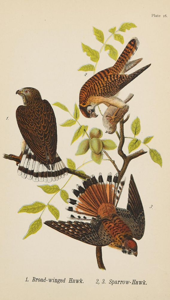 Große Abbildung Nr.2: 140-3485 Naumann,J.F.: (Varia, Zoologie)
