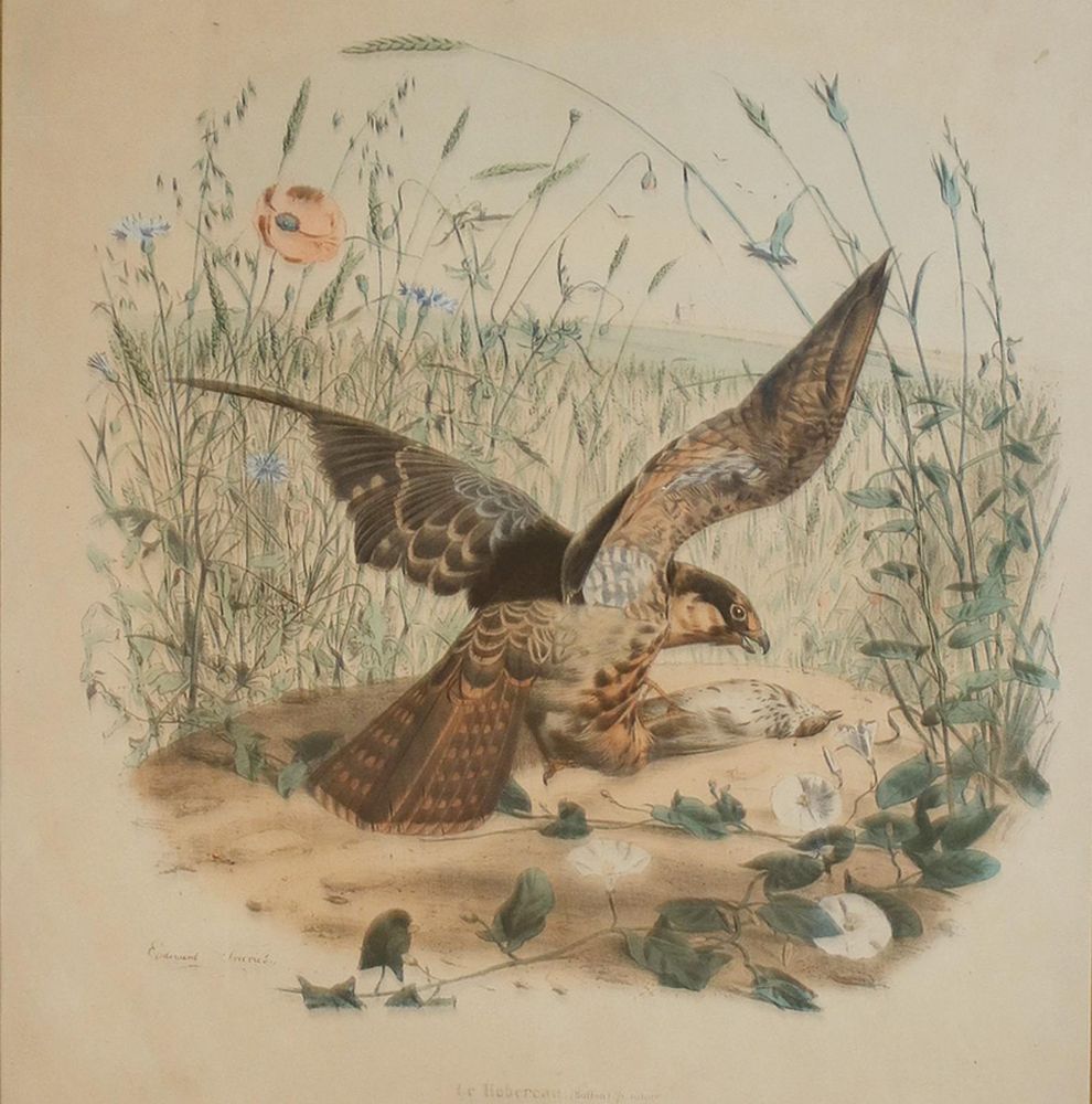 Große Abbildung Nr.1: 140-3487 Vögel.: (Varia, Zoologie)