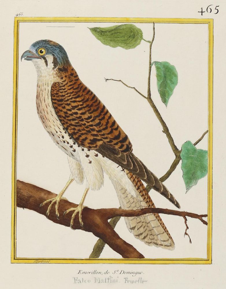 Große Abbildung Nr.1: 140-3488 Vögel.: (Varia, Zoologie)