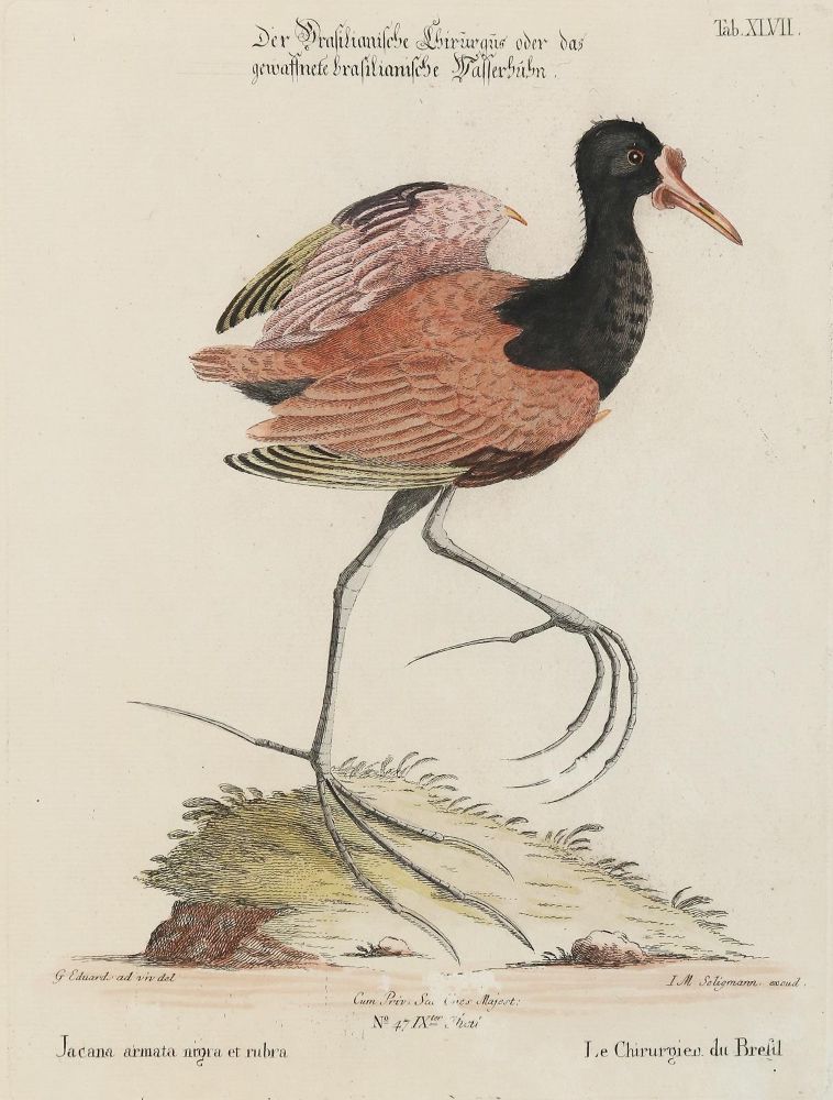 Große Abbildung Nr.2: 140-3488 Vögel.: (Varia, Zoologie)