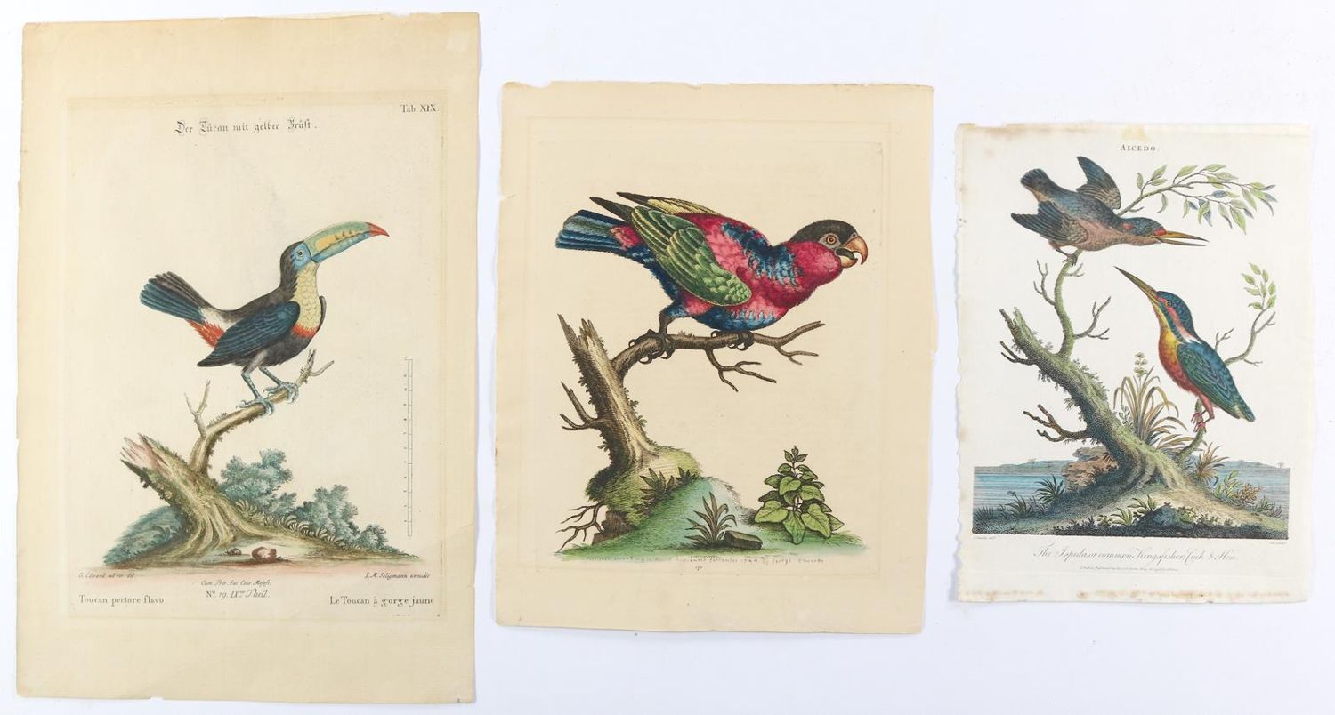 Große Abbildung Nr.4: 140-3488 Vögel.: (Varia, Zoologie)
