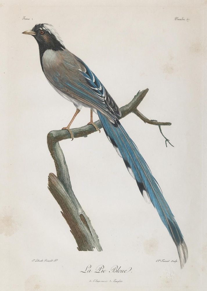 Große Abbildung Nr.1: 140-3489 Vögel.: (Varia, Zoologie)
