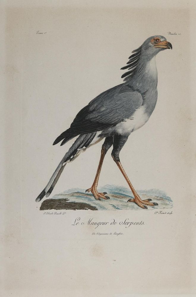 Große Abbildung Nr.2: 140-3489 Vögel.: (Varia, Zoologie)