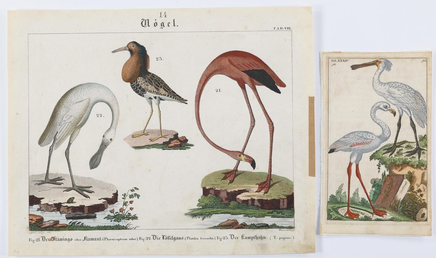 Große Abbildung Nr.3: 140-3489 Vögel.: (Varia, Zoologie)