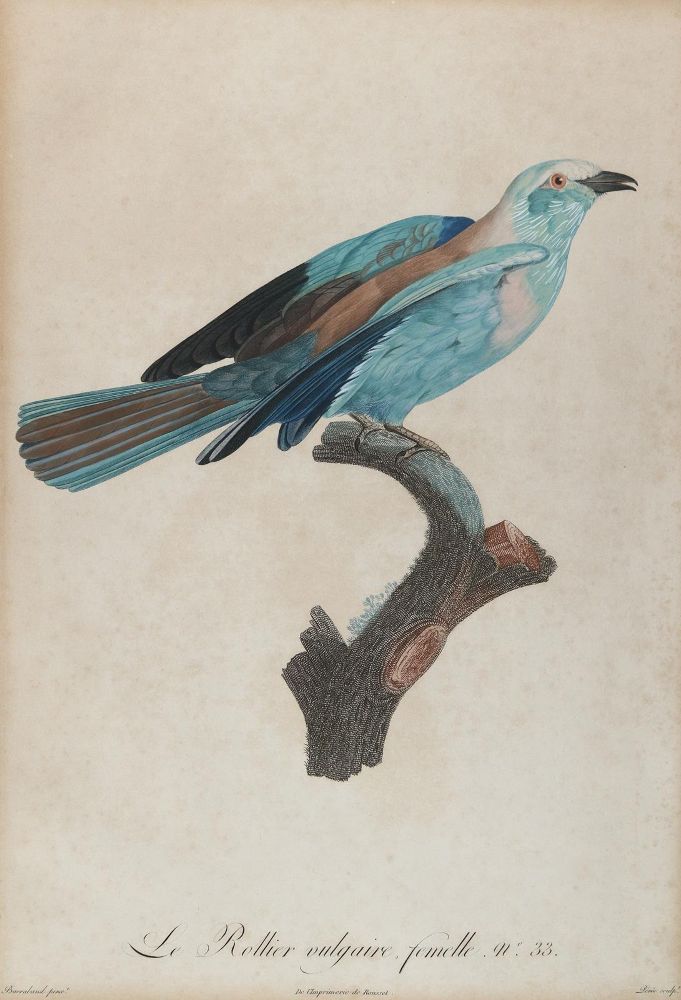 Große Abbildung Nr.1: 140-3490 Blauracke.: (Varia, Zoologie, Vögel)