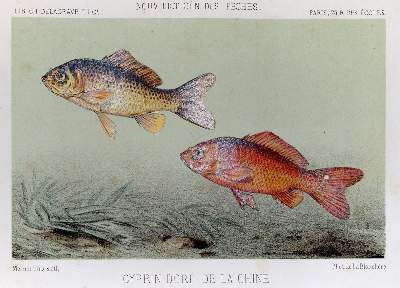 Bild Nr.2: 140-1021 Blanchere,H.de la.: (Jagd, Angeln)