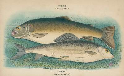Bild Nr.1: 140-1022 Horrocks,J.: (Jagd, Angeln)